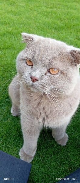 Imported , pedigree , Scottish fold 3