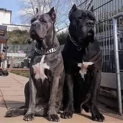 Cane corso imported with passport puppies available for sale