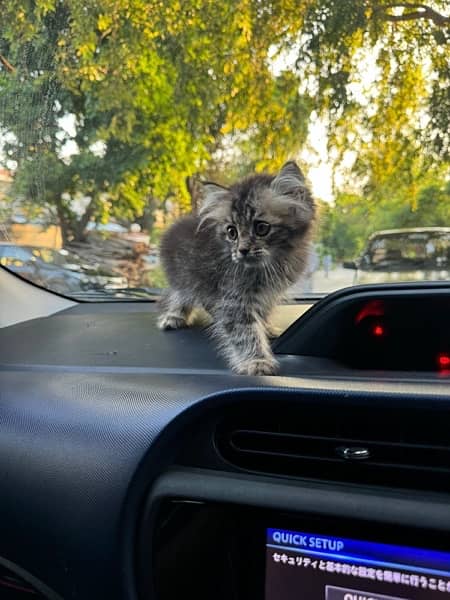 persian kitten 1