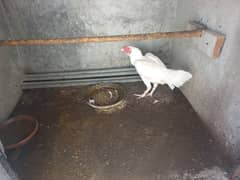 white aseel hen