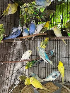 Hogoromo Budgies