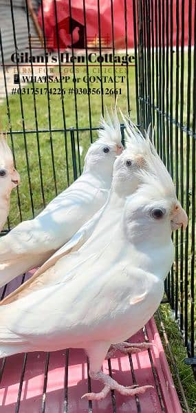 White Cocktail Breeders Pair 0