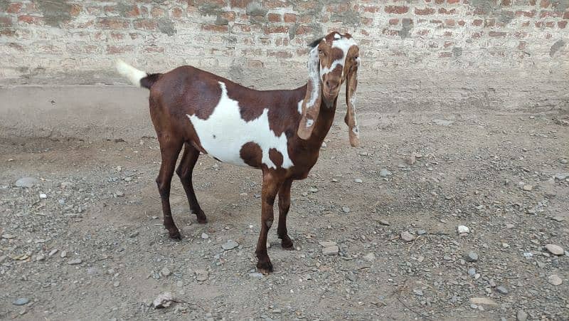 Bakri (Goat) 0