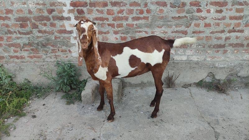 Bakri (Goat) 1