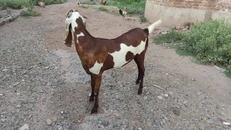 Bakri (Goat) 2