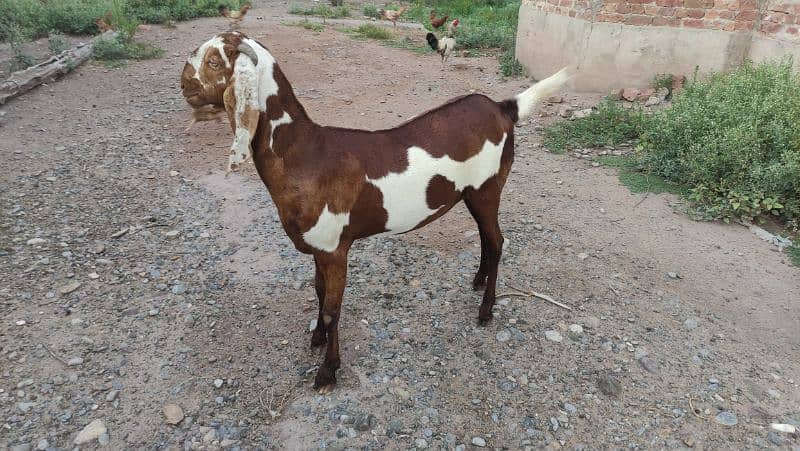 Bakri (Goat) 3