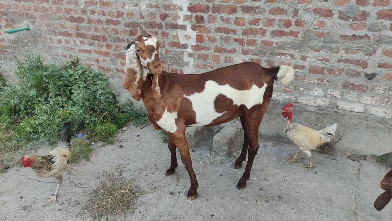 Bakri (Goat) 4