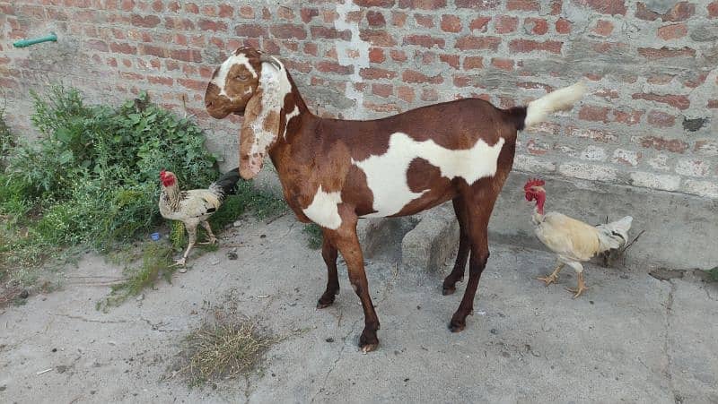 Bakri (Goat) 5