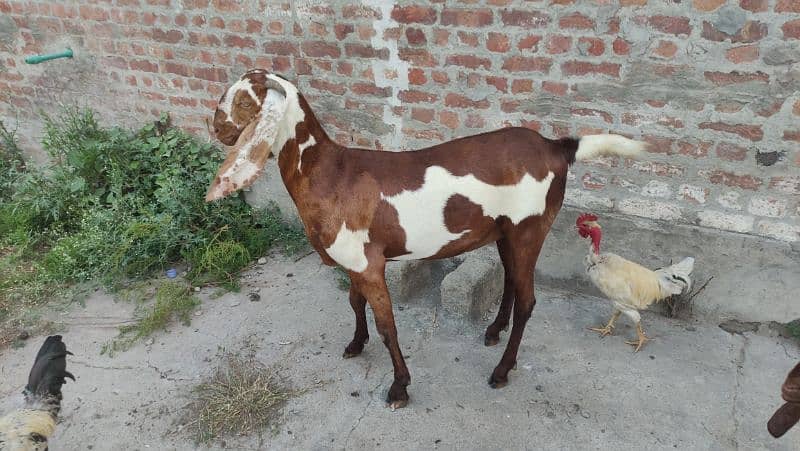 Bakri (Goat) 6