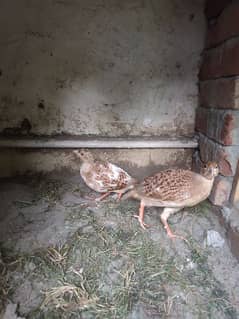 Irani male and female milky white cross