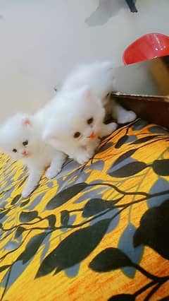 Persian cat female with 3 baby kittens 2 female 1 male kitten