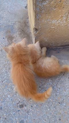 kitten pair male and female healthy and active