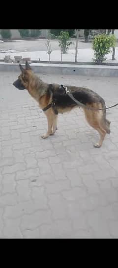 German Shepherd female for sale