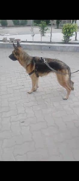 German Shepherd female for sale 0