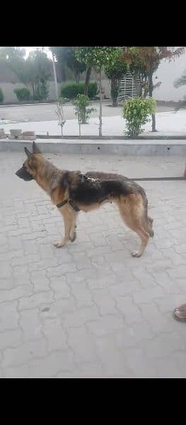 German Shepherd female for sale 2