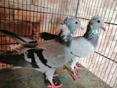 sabaz pataiz breeder pair  for sale