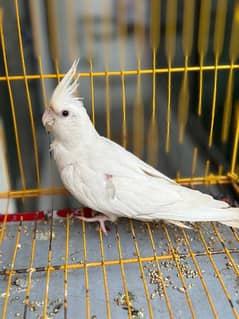 2 cockatiel pair for sell (1 eno redeye, 1 grey pide pair)