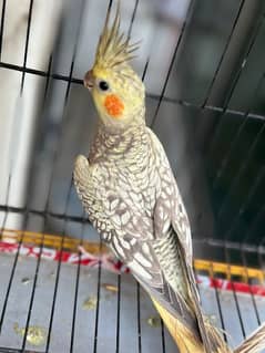 cockatiel pair for sell (, 1 grey pide pair)