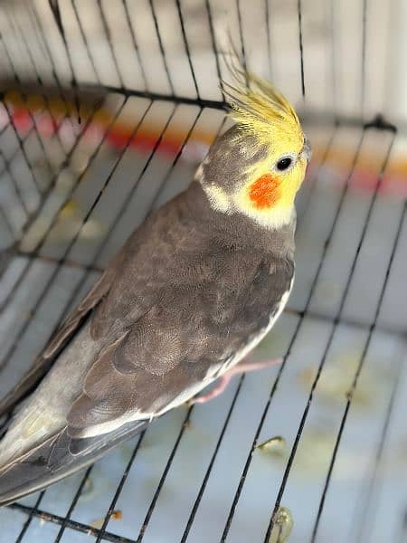 cockatiel pair for sell (, 1 grey pide pair) 1