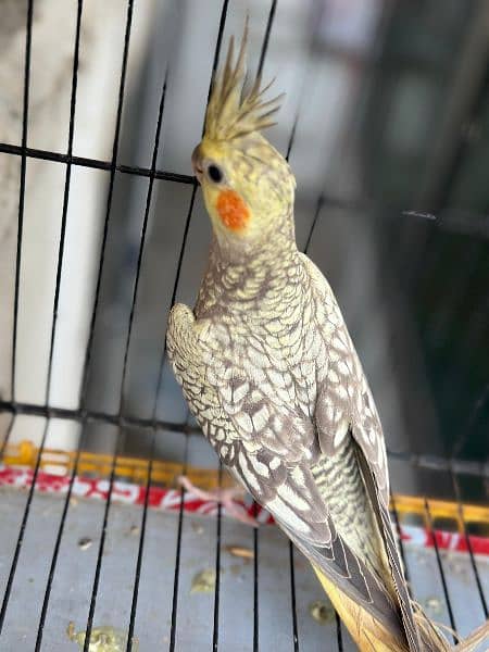 cockatiel pair for sell (, 1 grey pide pair) 2