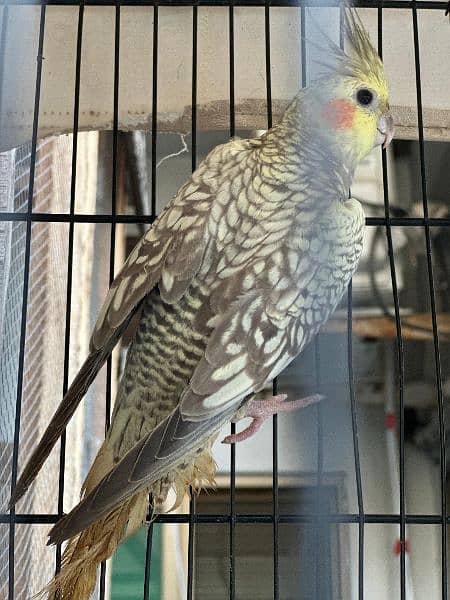 cockatiel pair for sell (, 1 grey pide pair) 3