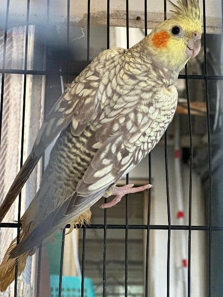 cockatiel pair for sell (, 1 grey pide pair) 4