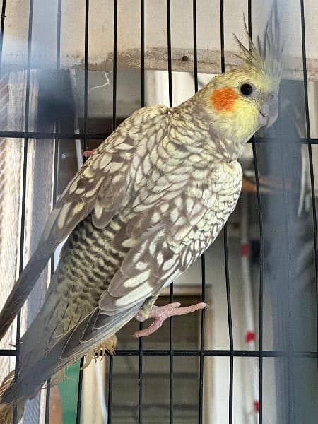 cockatiel pair for sell (, 1 grey pide pair) 5