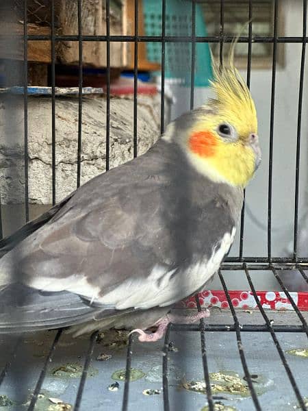 cockatiel pair for sell (, 1 grey pide pair) 6