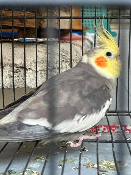 cockatiel pair for sell (, 1 grey pide pair) 7