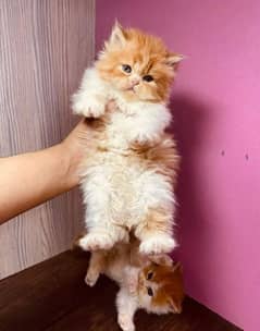 Triple Coated Pure Persian punch or semi punch face kitten for sale