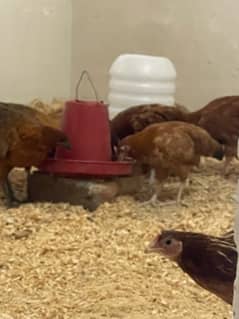 Golden misri egg laying hens 0