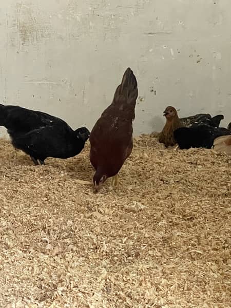 Golden misri egg laying hens 1