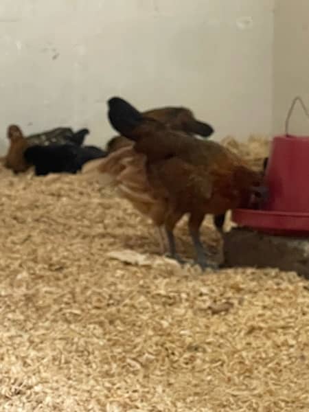 Golden misri egg laying hens 2