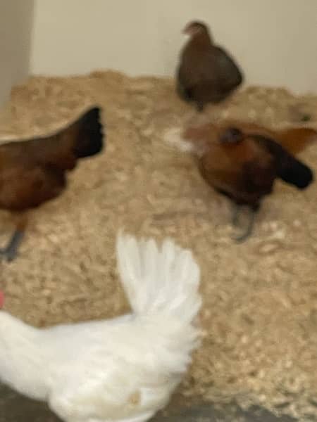 Golden misri egg laying hens 3