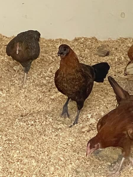 Golden misri egg laying hens 4