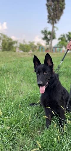 Black german shepherd /Long coat/Nonpedigree