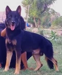 German Shepherd male long coat for sale 13 mahine