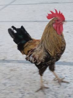 Rooster