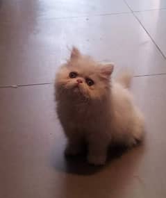 Triple Coated Pure Persian punch or semi punch face kitten for sale