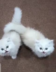 Persian cat for sale 2 month age WhatsApp number 03267483089