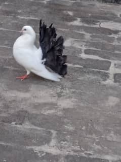 fantail pigeon