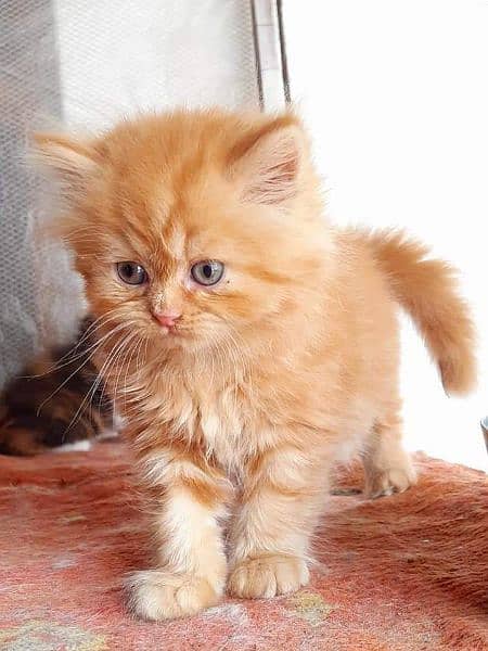 odd eye pure breed kittens is available (cash on delivery) 4