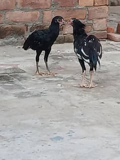 ASEEL BLACK PAIR FOR SALE