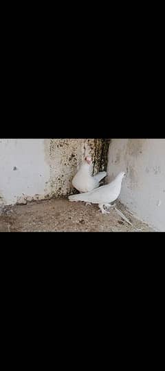 White Fancy pigeon pair