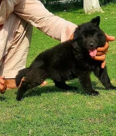 black German shepherd long cot male