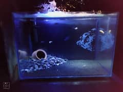 1.5×1×1 Fish Aquarium with all accessories and 1 dozen cichlids