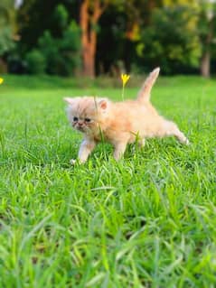 persian fawn kitten