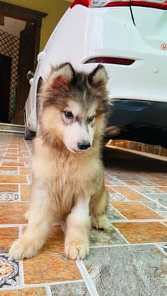 Alaskan Malamute Puppy