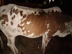 cow for sale