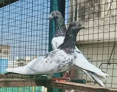 Pigeons or Pairs available for sale 0308-5000940